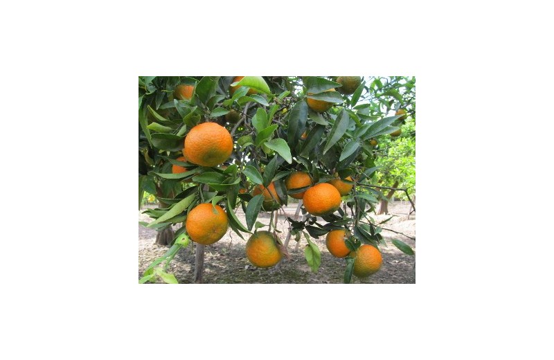 Mandarina Oronules caja 10 kg Online