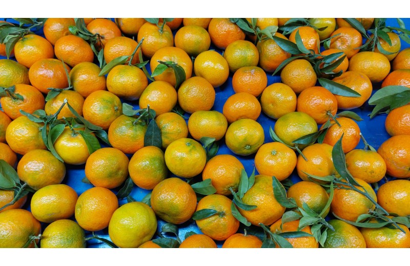 Mandarina Oronules caja 10 kg Online